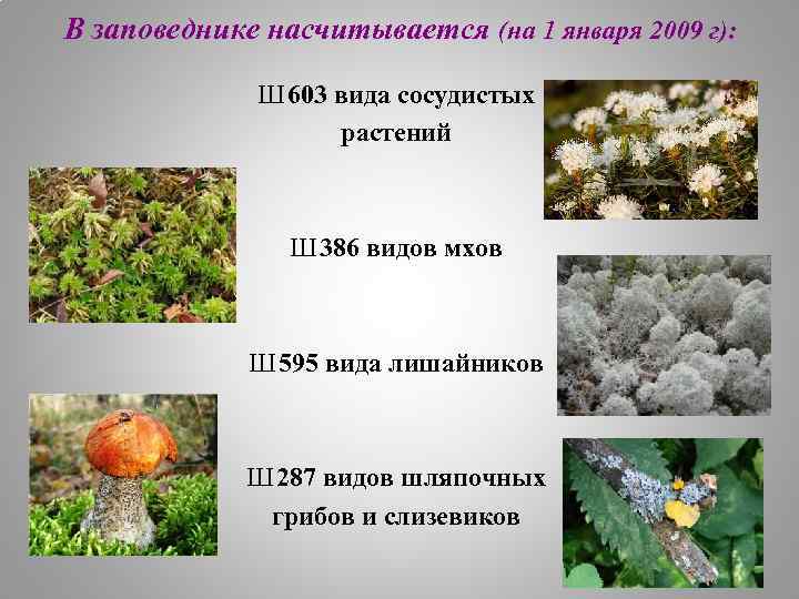 В заповеднике насчитывается (на 1 января 2009 г): Ш 603 вида сосудистых растений Ш