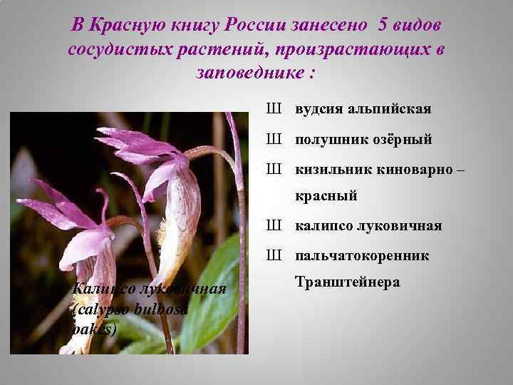 В Красную книгу России занесено 5 видов сосудистых растений, произрастающих в заповеднике : Ш