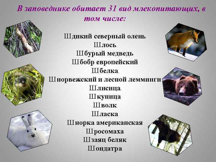 В заповеднике обитает 31 вид млекопитающих, в том числе: Ш дикий северный олень Ш