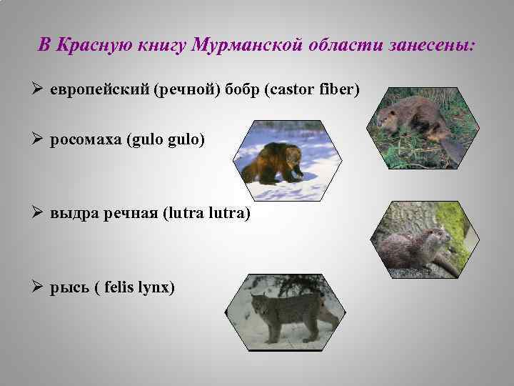 В Красную книгу Мурманской области занесены: Ø европейский (речной) бобр (castor fiber) Ø росомаха