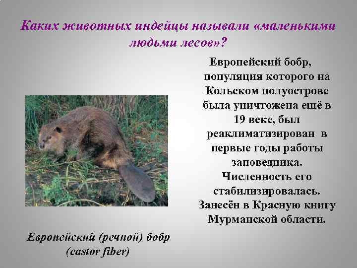 Каких животных индейцы называли «маленькими людьми лесов» ? Европейский бобр, популяция которого на Кольском