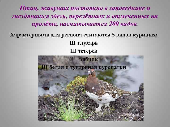 Птиц, живущих постоянно в заповеднике и гнездящихся здесь, перелётных и отмеченных на пролёте, насчитывается
