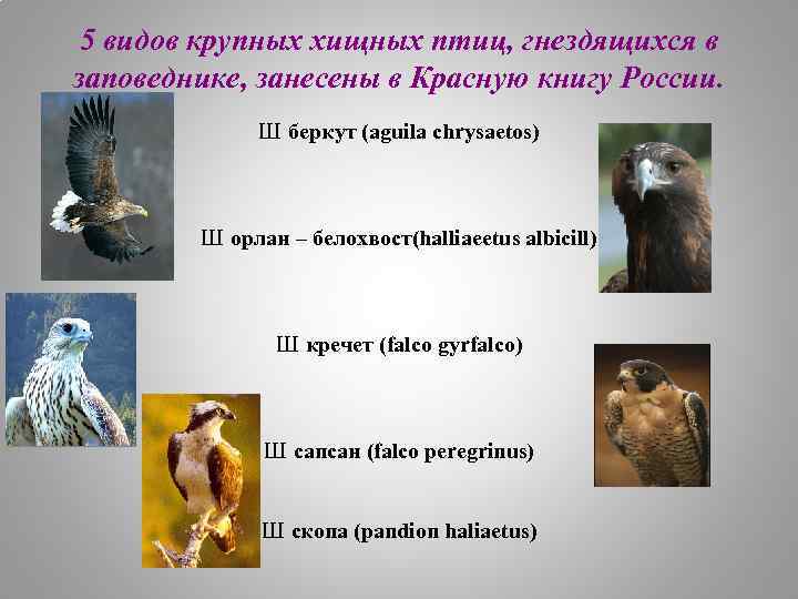 5 видов крупных хищных птиц, гнездящихся в заповеднике, занесены в Красную книгу России. Ш