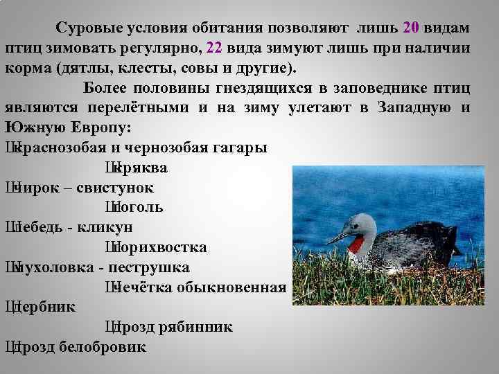 Суровые условия обитания позволяют лишь 20 видам птиц зимовать регулярно, 22 вида зимуют лишь