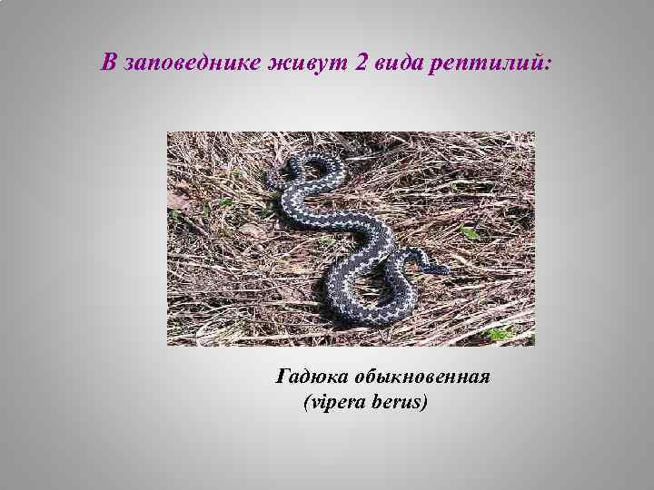 В заповеднике живут 2 вида рептилий: Гадюка обыкновенная (vipera berus) 