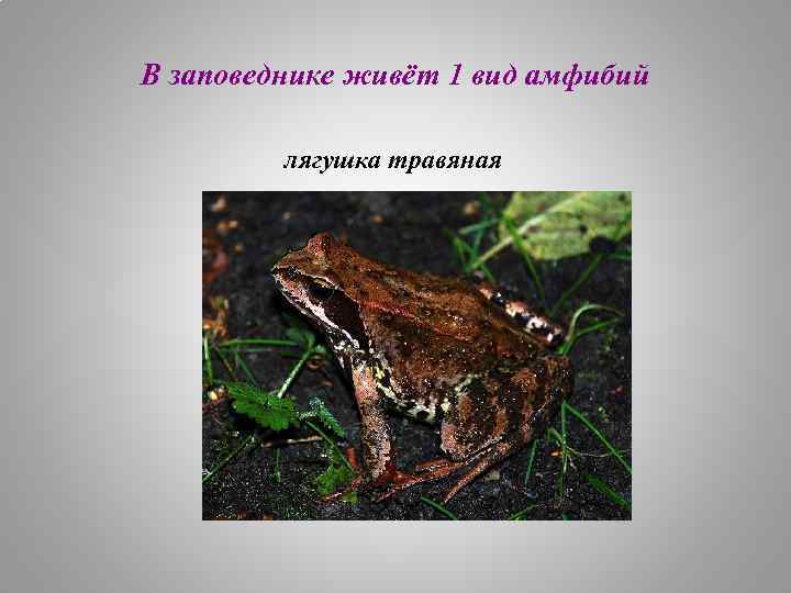 В заповеднике живёт 1 вид амфибий лягушка травяная 