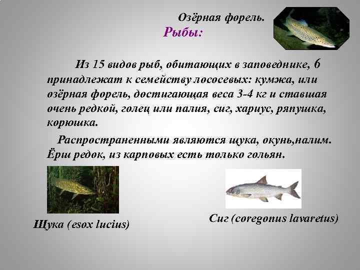 Озёрная форель. Рыбы: Из 15 видов рыб, обитающих в заповеднике, 6 принадлежат к семейству