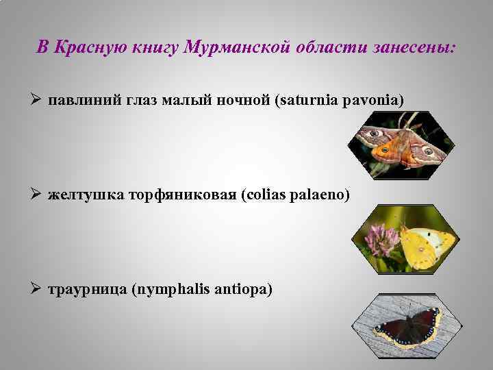 В Красную книгу Мурманской области занесены: Ø павлиний глаз малый ночной (saturnia pavonia) Ø