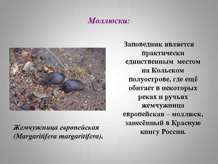 Моллюски: Жемчужница европейская (Margaritifera margaritifera). Заповедник является практически единственным местом на Кольском полуострове, где