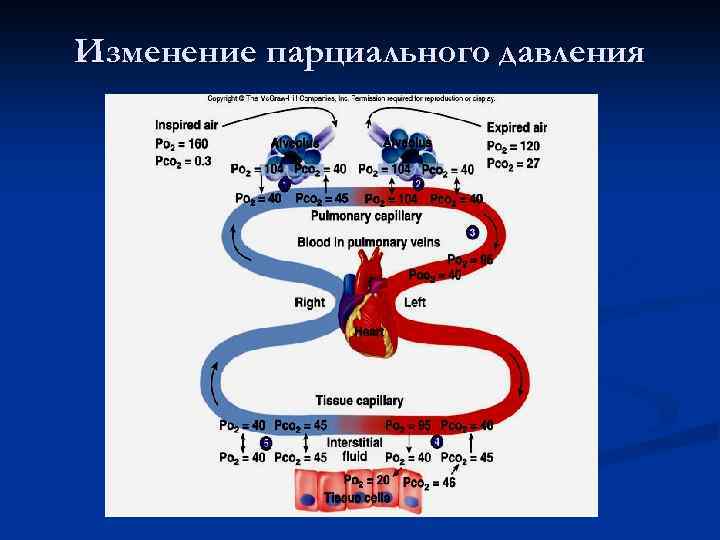 Парциальный кислород