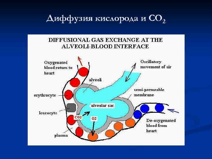 Диффузия кислорода и CO 2 