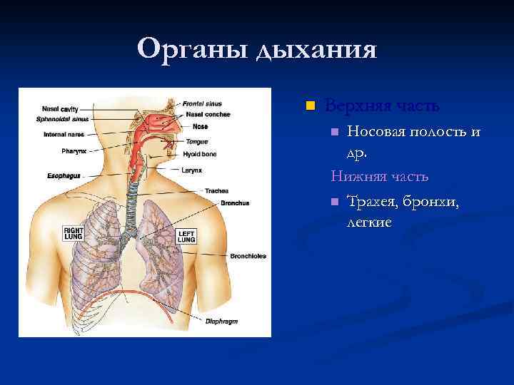 Органы дыхания n Верхняя часть Носовая полость и др. Нижняя часть n Трахея, бронхи,