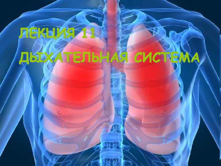 ЛЕКЦИЯ 11 ДЫХАТЕЛЬНАЯ СИСТЕМА 
