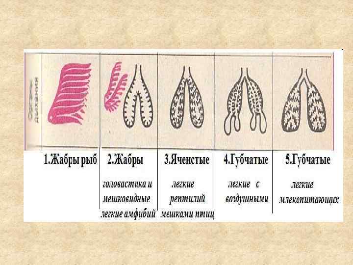 Эволюция дыхательной системы презентация 7 класс