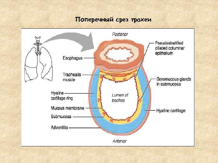 Рассмотрите рисунок на котором изображен поперечный срез трахеи человека назовите структуры