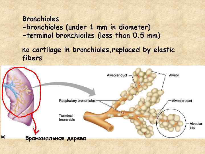 Bronchioles -bronchioles (under 1 mm in diameter) -terminal bronchioiles (less than 0. 5 mm)