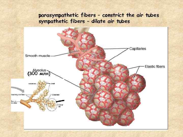 parasympathetic fibers – constrict the air tubes sympathetic fibers – dilate air tubes (300