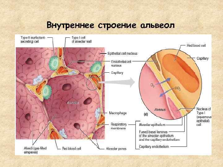 Внутреннее строение альвеол 