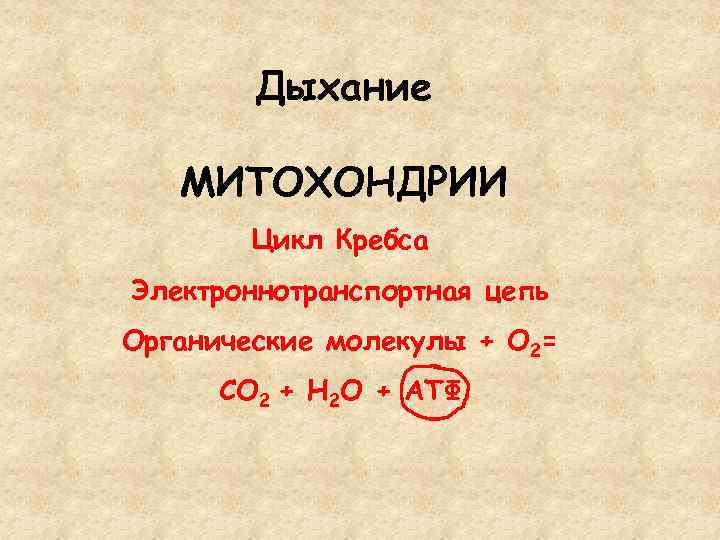 Дыхание МИТОХОНДРИИ Цикл Кребса Электроннотранспортная цепь Органические молекулы + О 2= СО 2 +