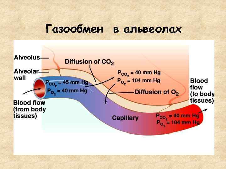 Газообмен