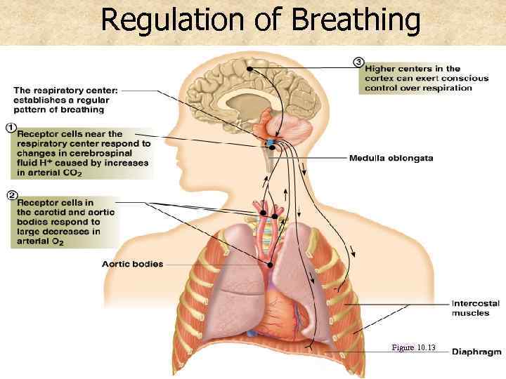 Regulation of Breathing Figure 10. 13 