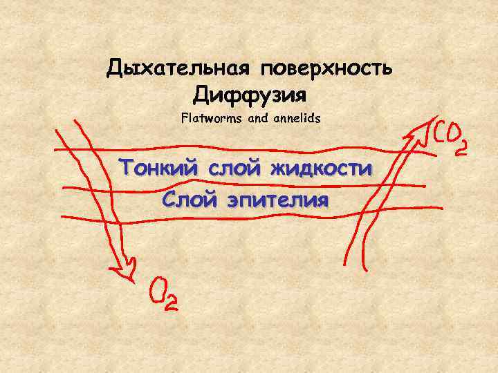 Дыхательная поверхность Диффузия Flatworms and annelids Тонкий слой жидкости Слой эпителия 