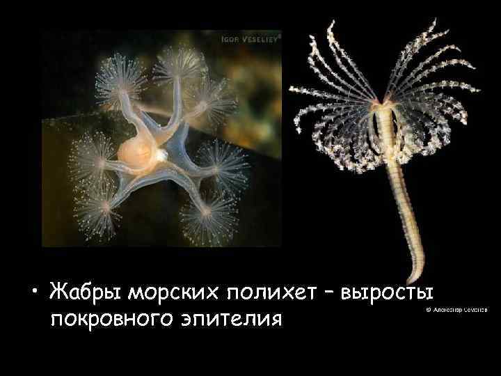  • Жабры морских полихет – выросты покровного эпителия 