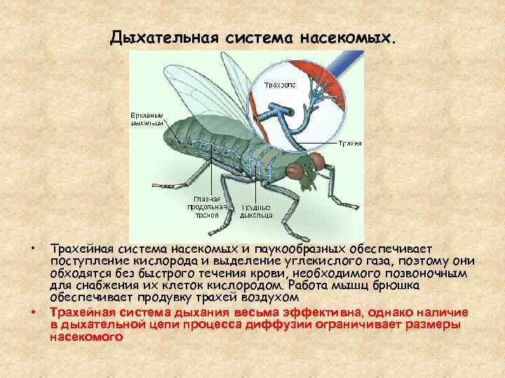 Какие системы у насекомых. Дыхательная система членистоногих насекомых. Особенности строения дыхательной системы насекомых. Трахейная дыхательная система насекомых. Строение дыхательной системы насекомых соответствует.