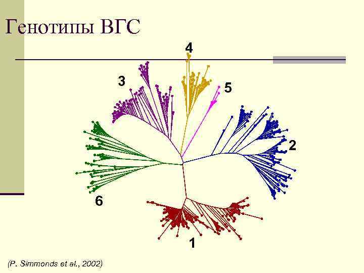 Генотипы ВГС 4 3 5 2 6 1 (P. Simmonds et al. , 2002)