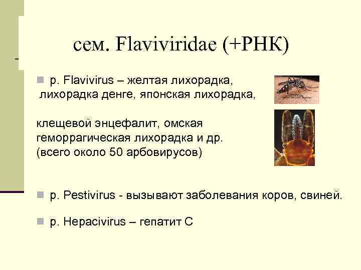 cем. Flaviviridae (+РНК) n р. Flavivirus – желтая лихорадка, лихорадка денге, японская лихорадка, клещевой