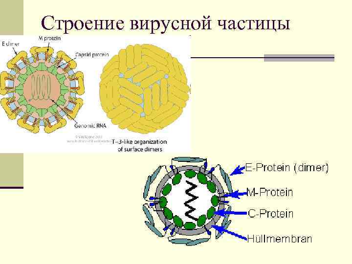 Строение вирусной частицы 