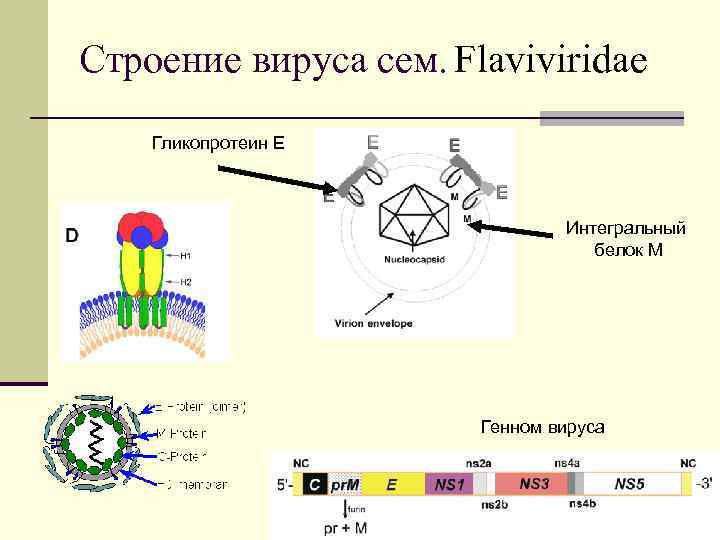 Строение вируса сем. Flaviviridae Гликопротеин Е Интегральный белок М Генном вируса 
