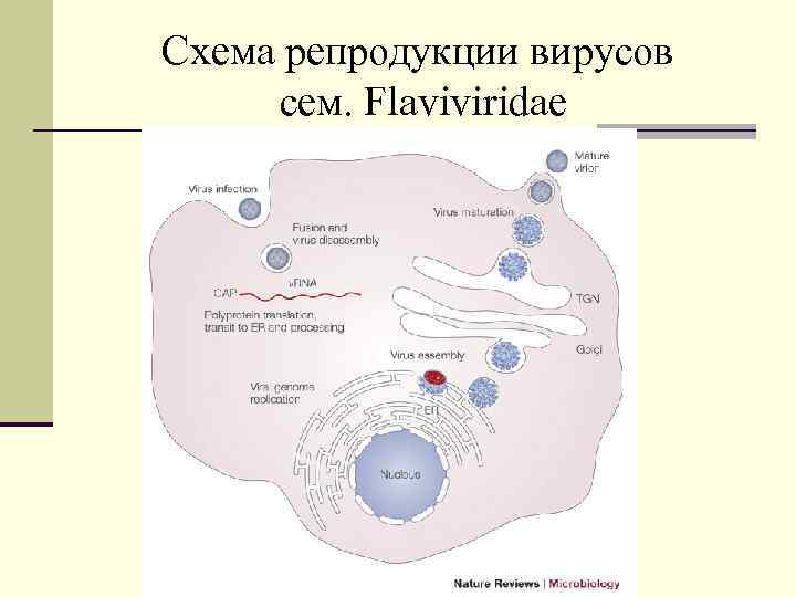 Схема репродукции вирусов cем. Flaviviridae 