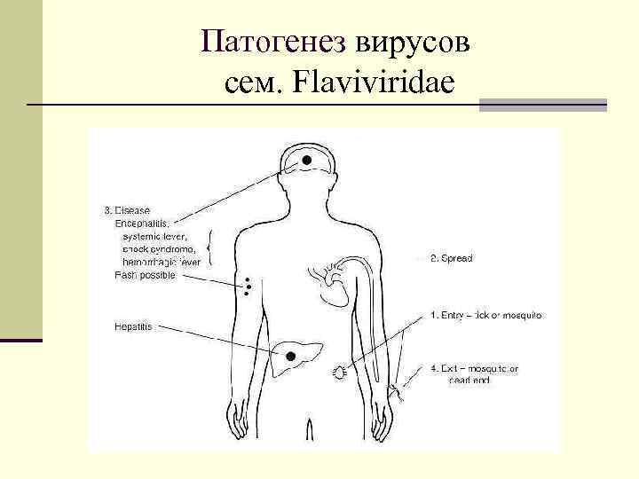 Патогенез вирусов cем. Flaviviridae 