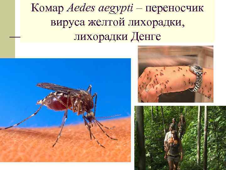 Комар Aedes аegypti – переносчик вируса желтой лихорадки, лихорадки Денге 