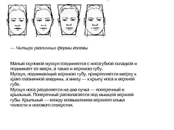Виды голов. Форма затылка и характер. Форма головы и характер. Основные типы формы головы. Разные формы лба.