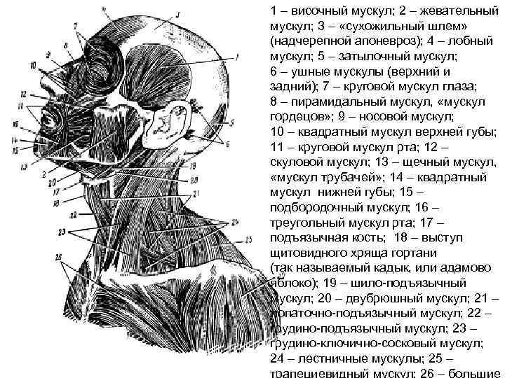 1 – височный мускул; 2 – жевательный мускул; 3 – «сухожильный шлем» (надчерепной апоневроз);