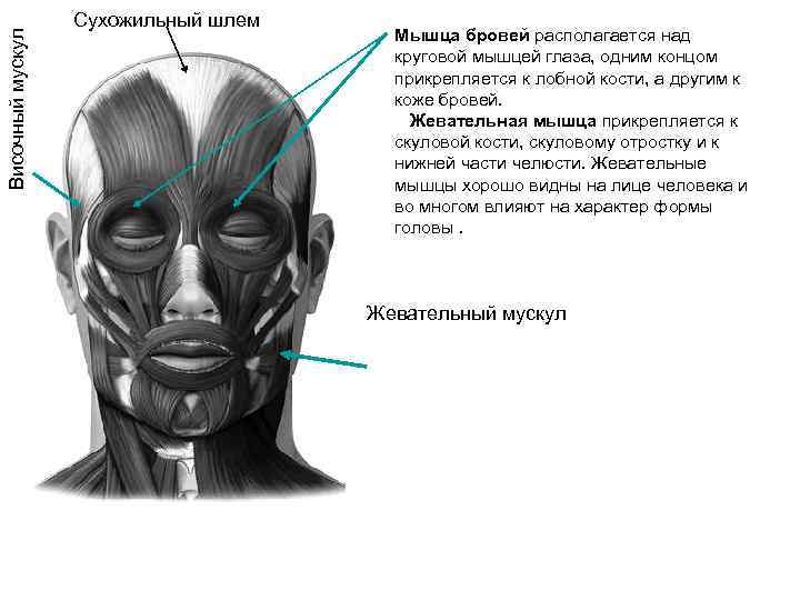 Сухожильный шлем головы