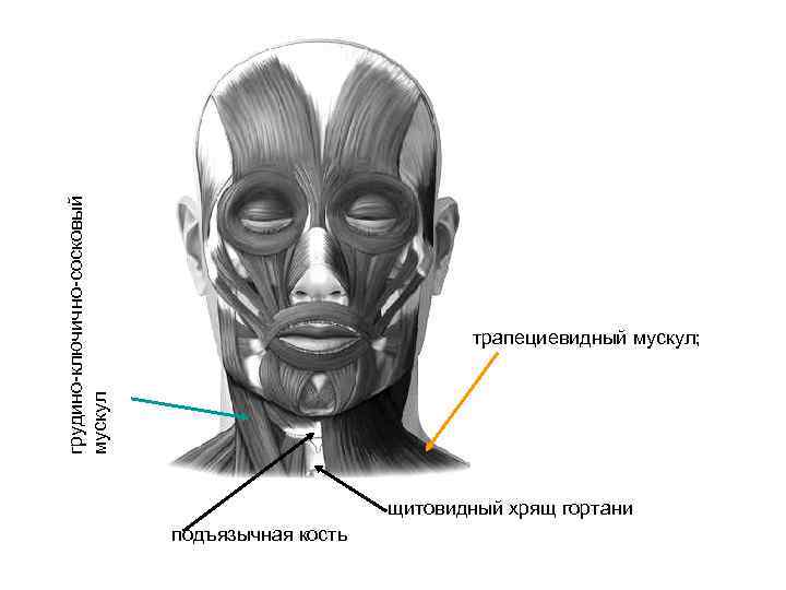 грудино-ключично-сосковый мускул трапециевидный мускул; щитовидный хрящ гортани подъязычная кость 