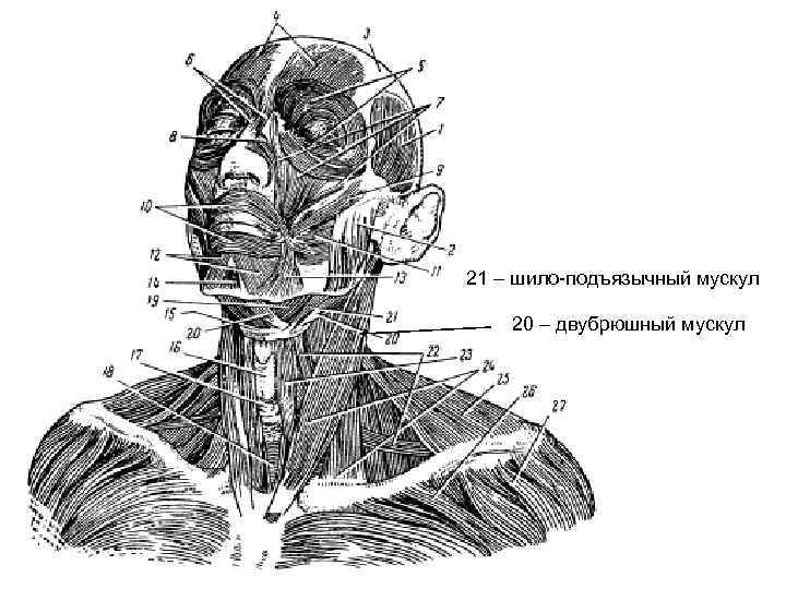 21 – шило-подъязычный мускул 20 – двубрюшный мускул 