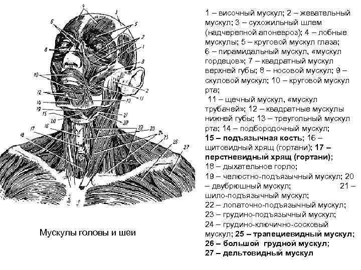 Мускулы головы и шеи 1 – височный мускул; 2 – жевательный мускул; 3 –