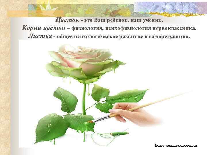 Цветок - это Ваш ребенок, наш ученик. Корни цветка – физиология, психофизиология первоклассника. Листья