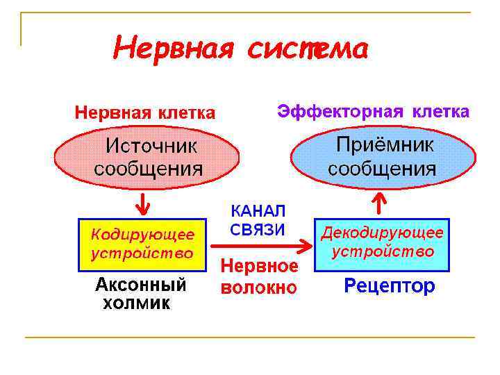 Нервная система 