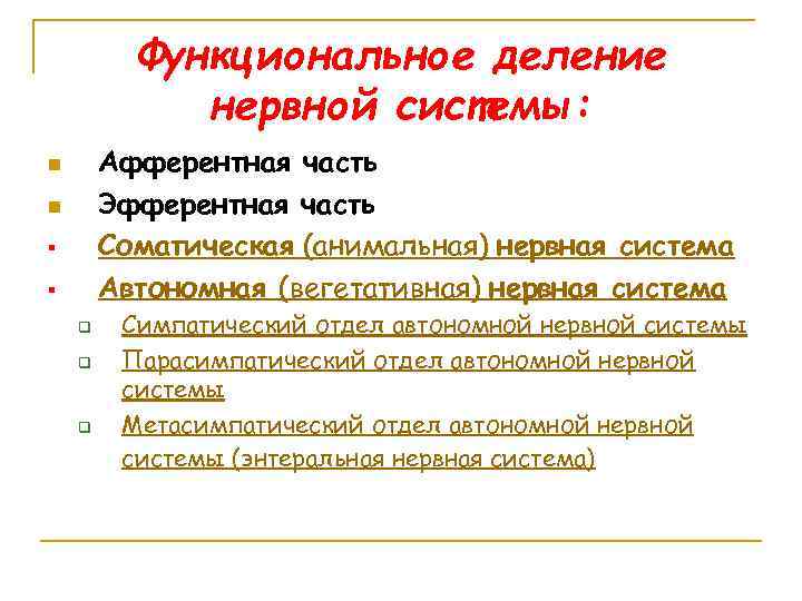 Функциональное деление нервной системы: Афферентная часть Эфферентная часть Соматическая (анимальная) нервная система Автономная (вегетативная)
