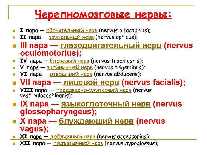 Черепномозговые нервы: n n n I пара — обонятельный нерв (nervus olfactorius); II пара