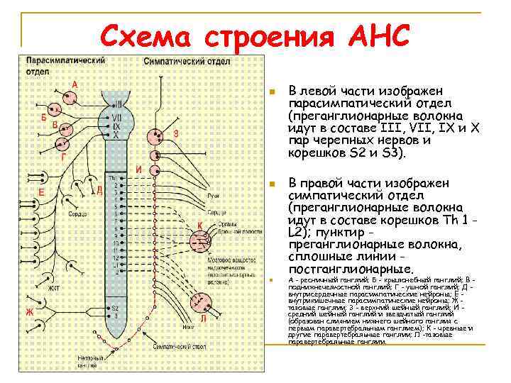 Схема строения АНС n n n В левой части изображен парасимпатический отдел (преганглионарные волокна