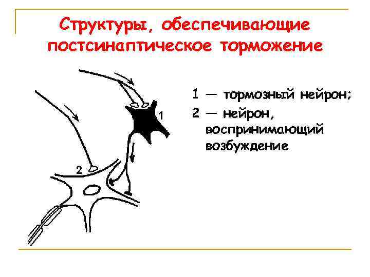 Структуры, обеспечивающие постсинаптическое торможение 1 — тормозный нейрон; 2 — нейрон, воспринимающий возбуждение 