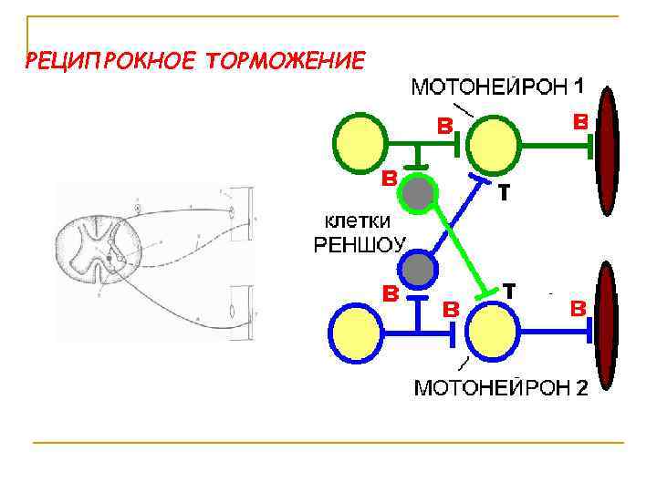 РЕЦИПРОКНОЕ ТОРМОЖЕНИЕ 