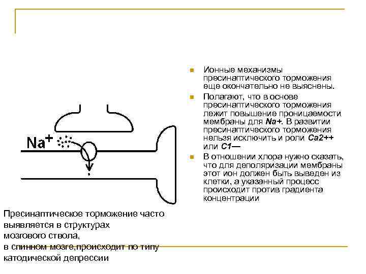 n n n Пресинаптическое торможение часто выявляется в структурах мозгового ствола, в спинном мозге,