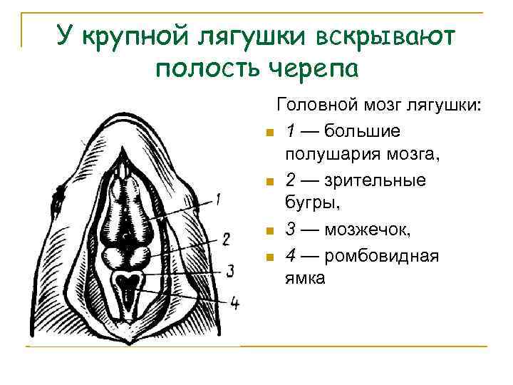 У крупной лягушки вскрывают полость черепа Головной мозг лягушки: n 1 — большие полушария